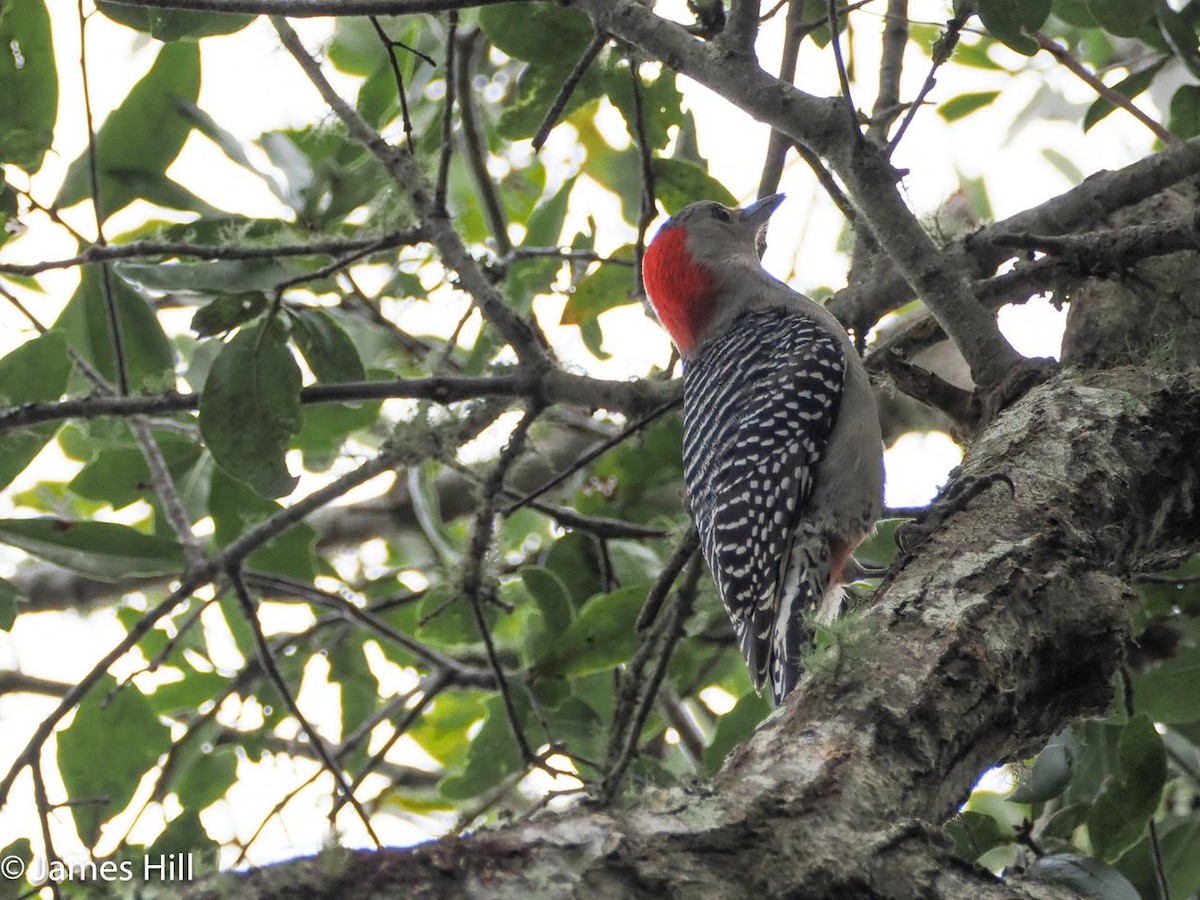 Red-bellied Woodpecker - ML612609333