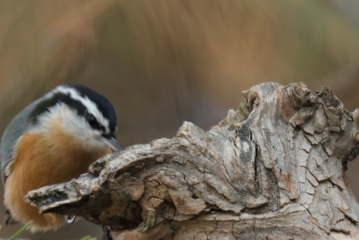 Red-breasted Nuthatch - ML612609336