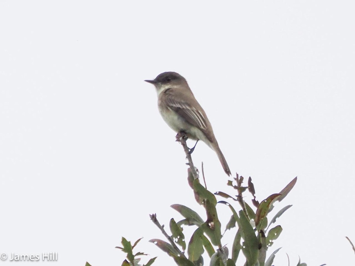 Eastern Phoebe - ML612609341