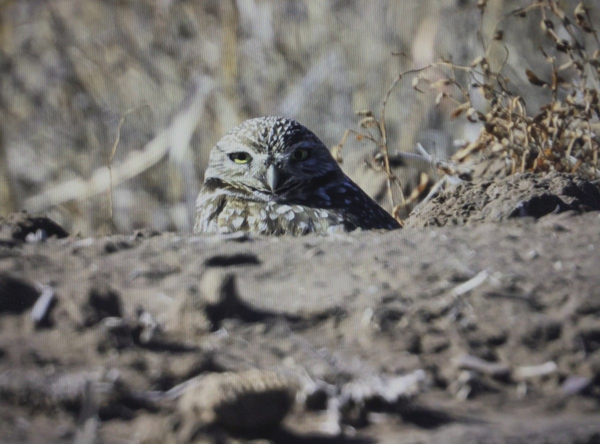 Burrowing Owl - ML612609342