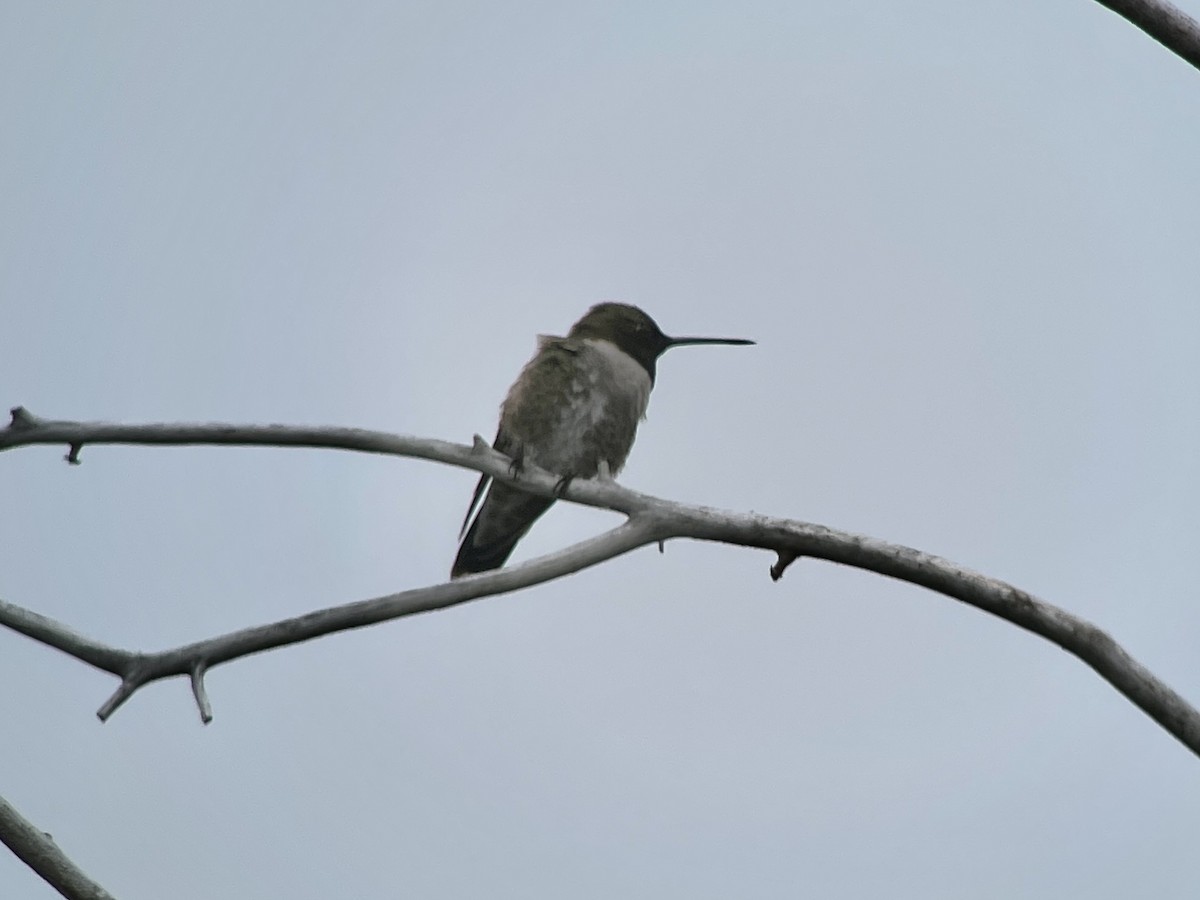 Black-chinned Hummingbird - ML612609443