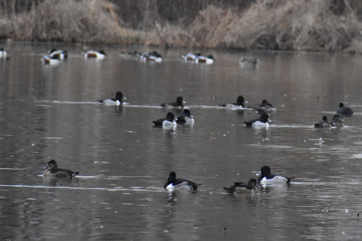 Ring-necked Duck - ML612609511