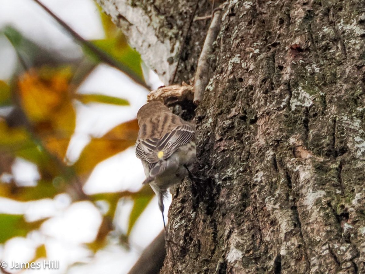 Yellow-rumped Warbler - James Hill