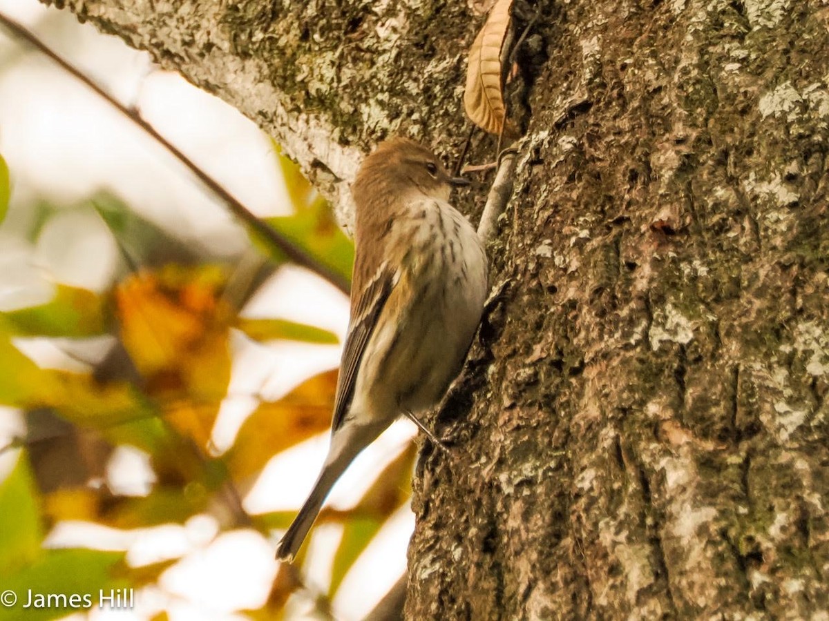 Yellow-rumped Warbler - ML612609609