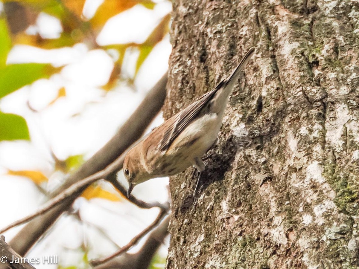 Yellow-rumped Warbler - ML612609610