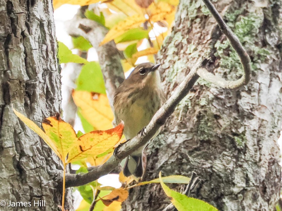 Yellow-rumped Warbler - ML612609611