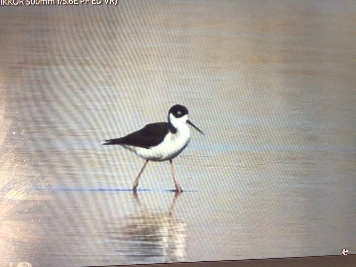 Black-necked Stilt - ML612609626