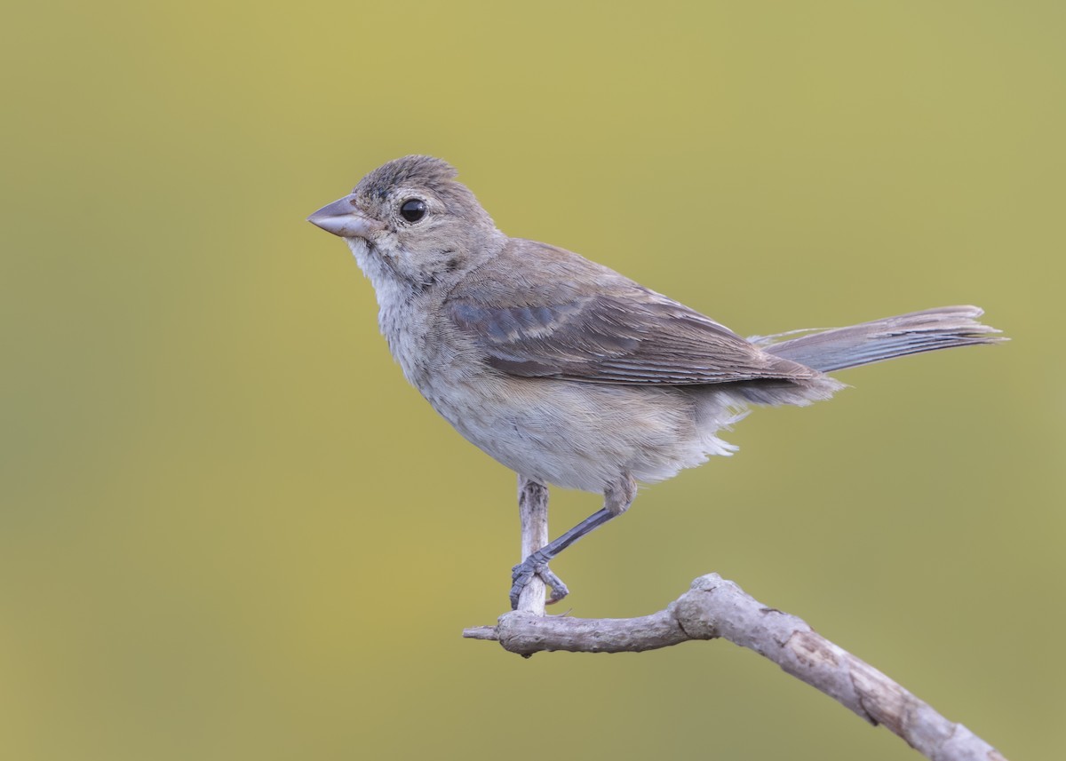 Indigo Bunting - ML612609779