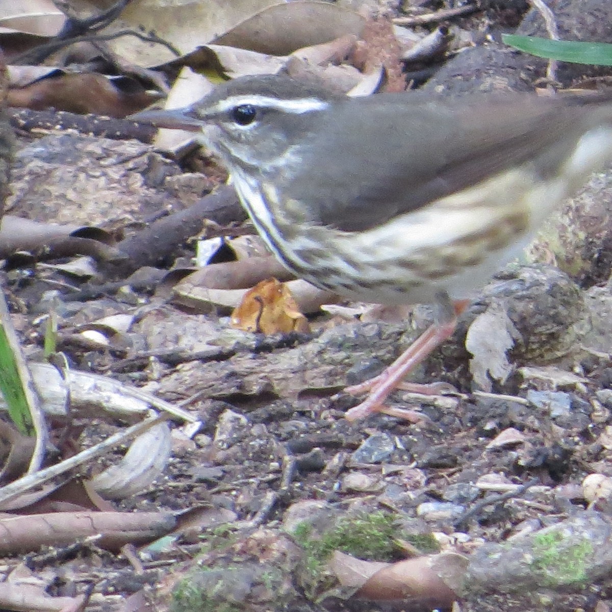 Louisiana Waterthrush - ML612609808