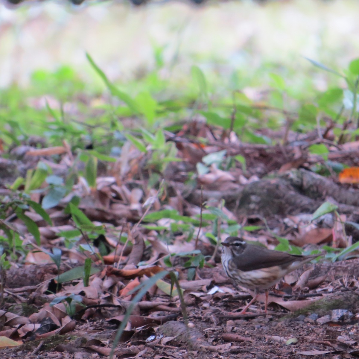 Louisiana Waterthrush - ML612609810