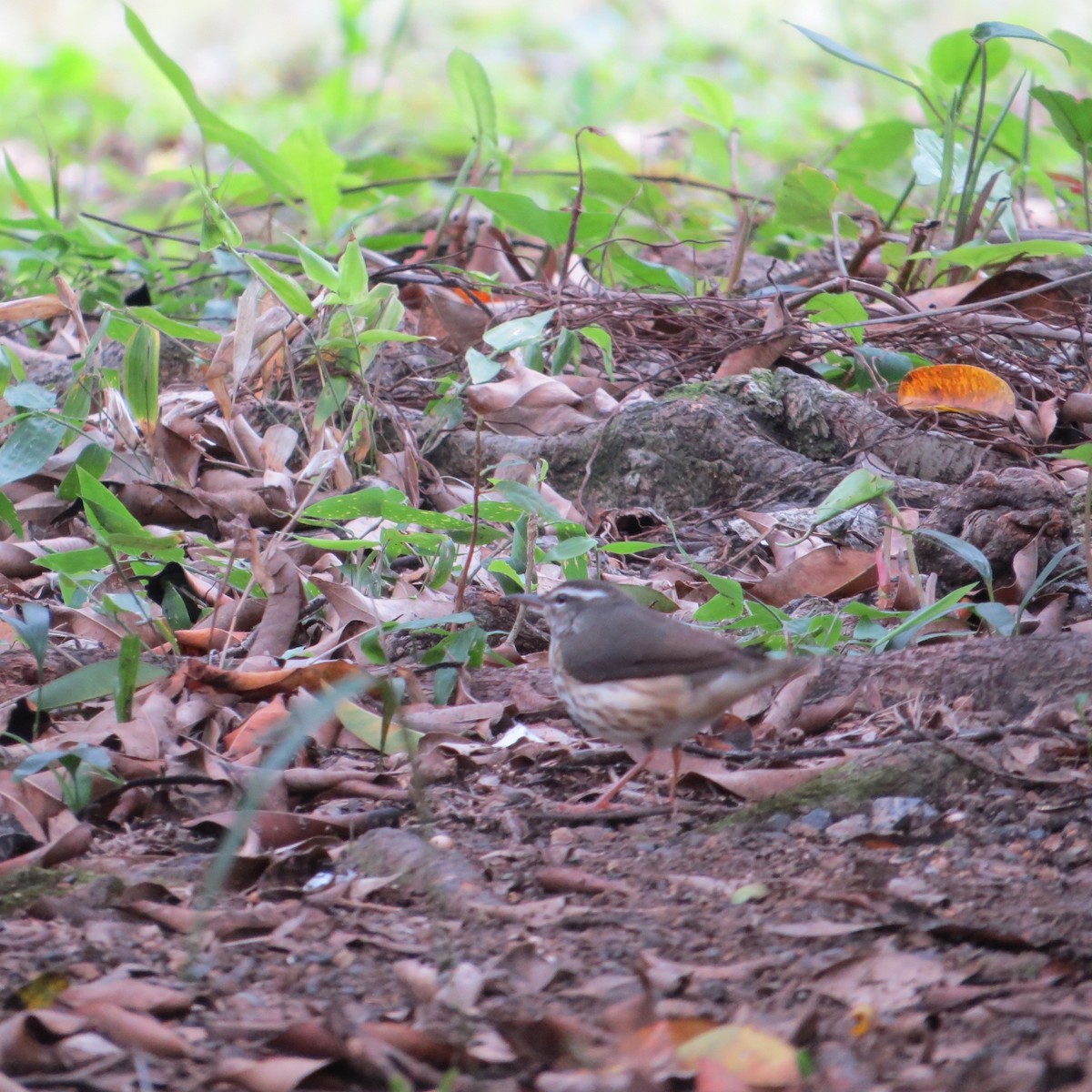 Louisiana Waterthrush - ML612609811