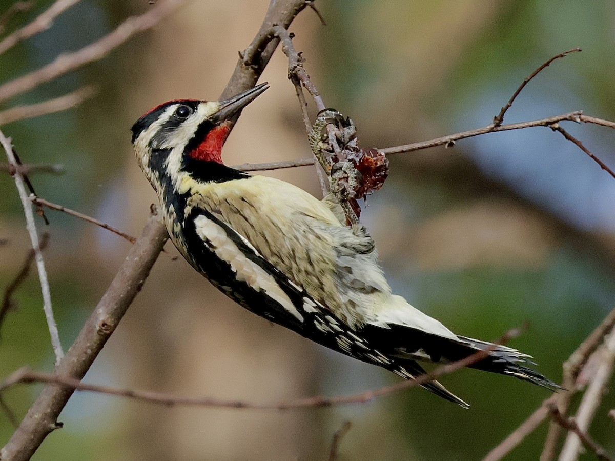 Yellow-bellied Sapsucker - Jay Carroll