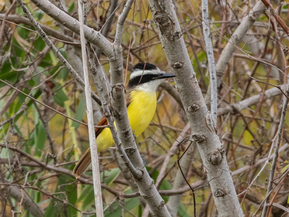 Great Kiskadee - ML612609893