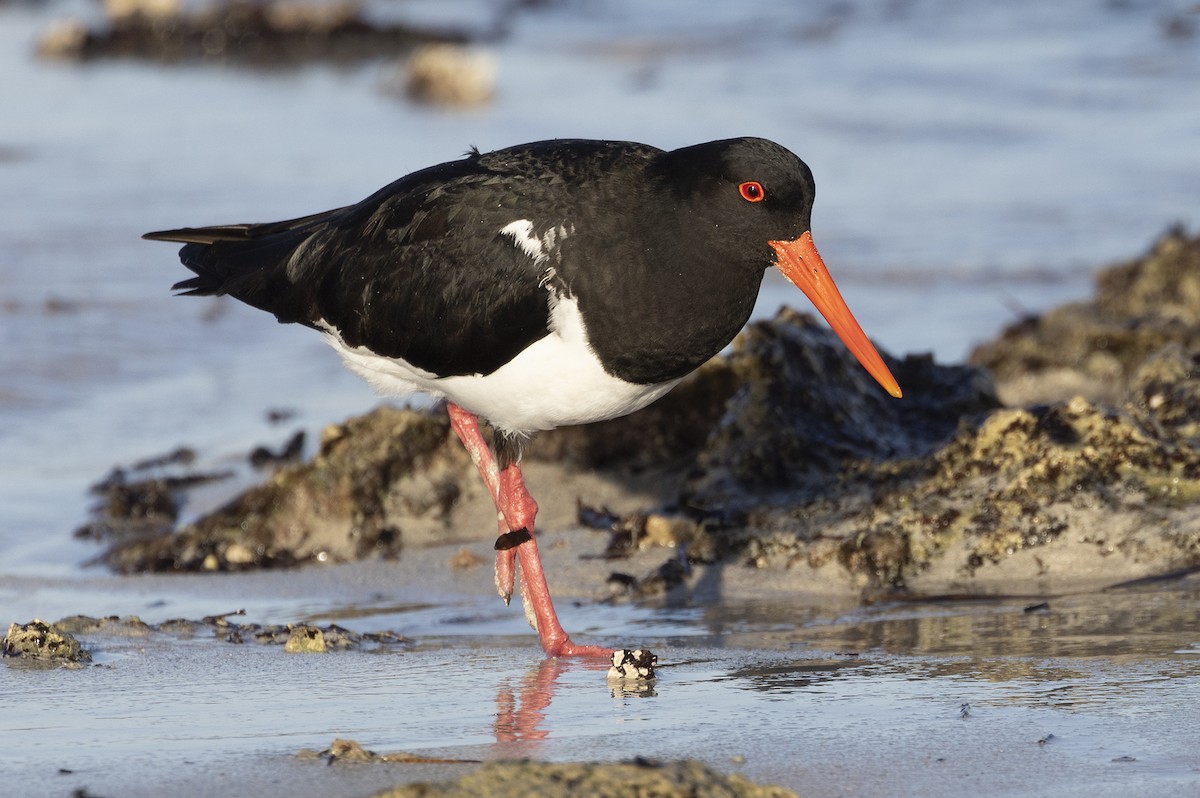 Pied Oystercatcher - Mal Holliday