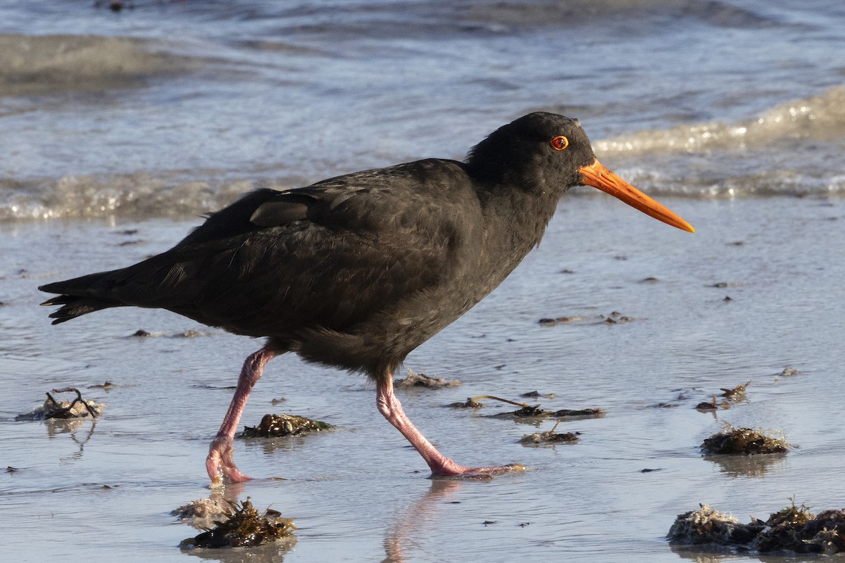 Sooty Oystercatcher - ML612609933