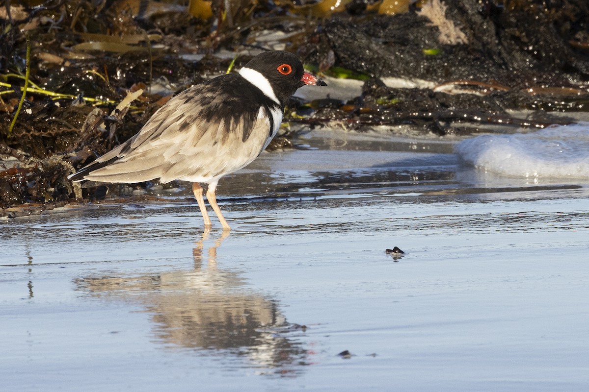 Hooded Plover - ML612609950