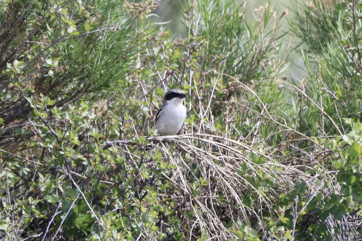 Loggerhead Shrike - Sarah Spotten