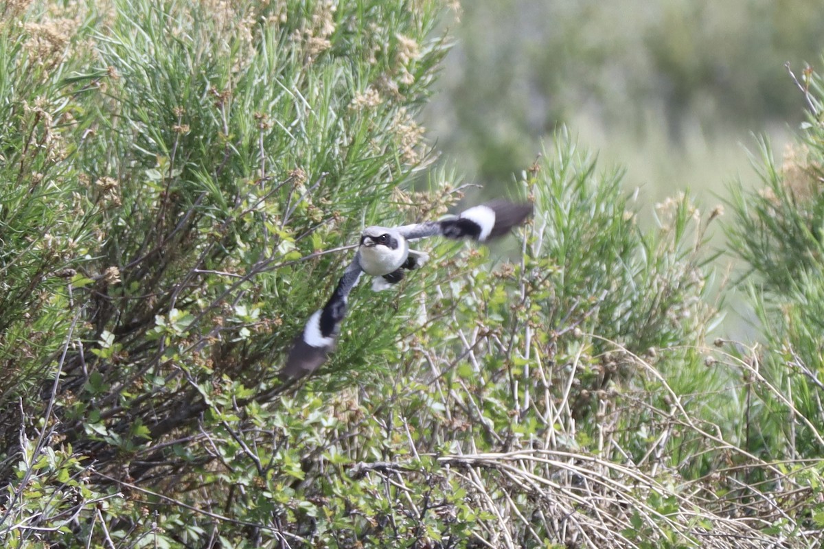 Loggerhead Shrike - Sarah Spotten