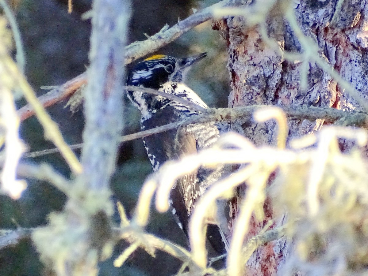 American Three-toed Woodpecker - Paul Foth