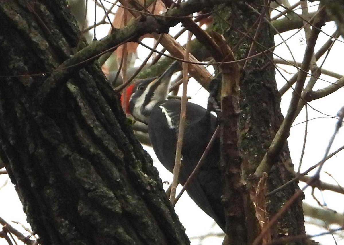 Pileated Woodpecker - ML612610001