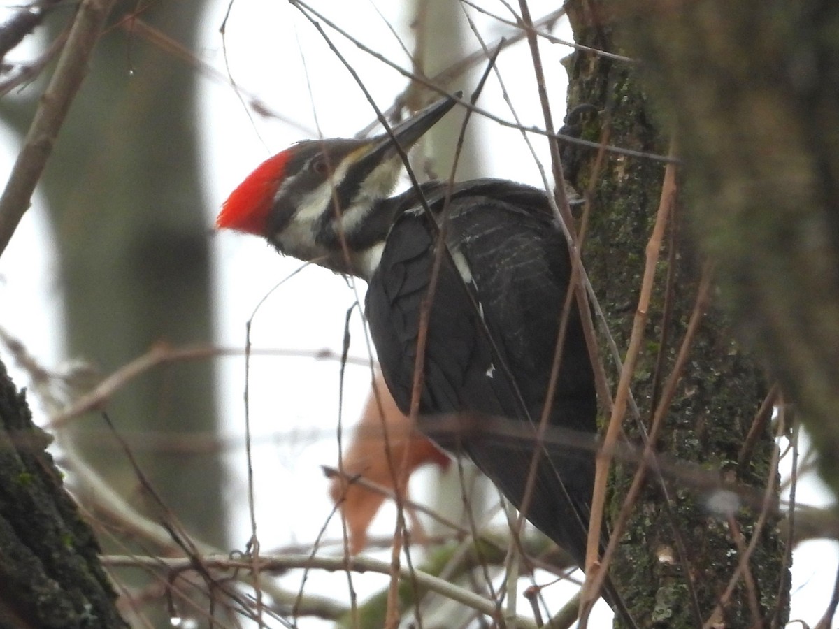 Pileated Woodpecker - ML612610003