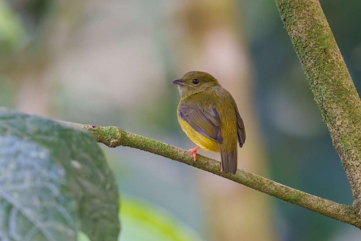 White-collared Manakin - Jeff Hapeman