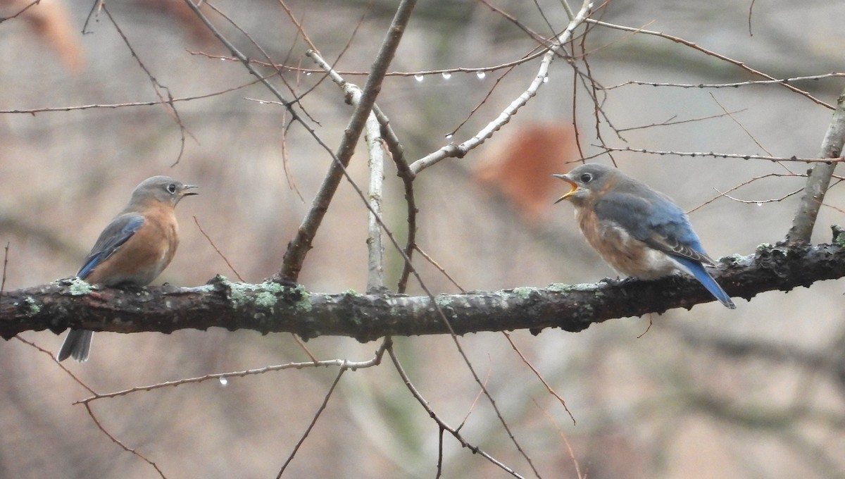 Eastern Bluebird - ML612610066