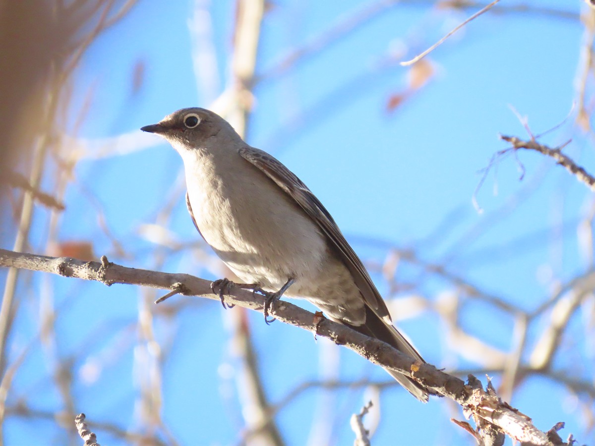 Townsend's Solitaire - Sean Sheedy