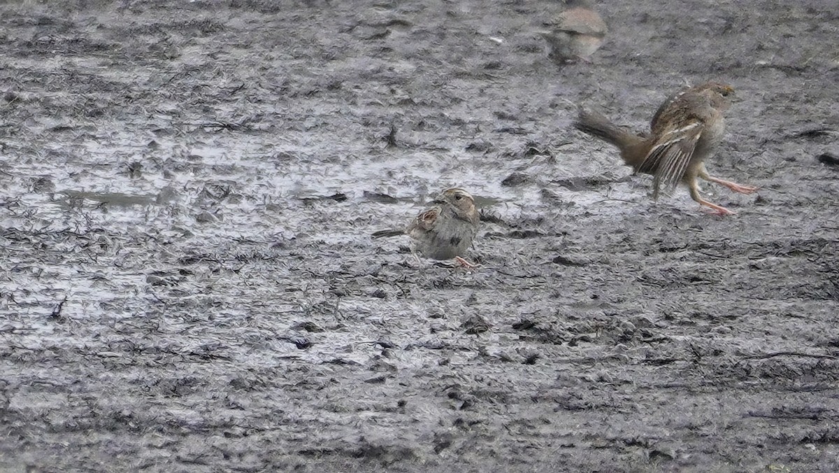 White-throated Sparrow - ML612610247