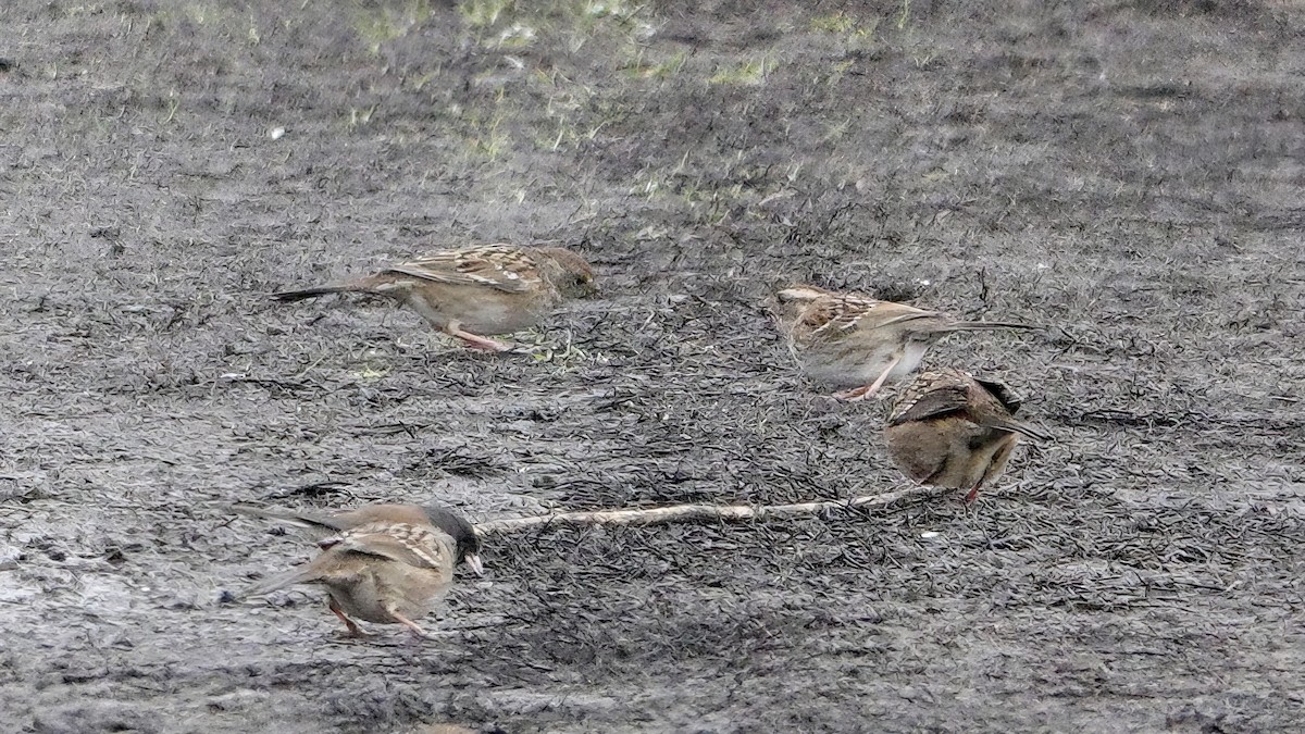 White-throated Sparrow - Wink Gross