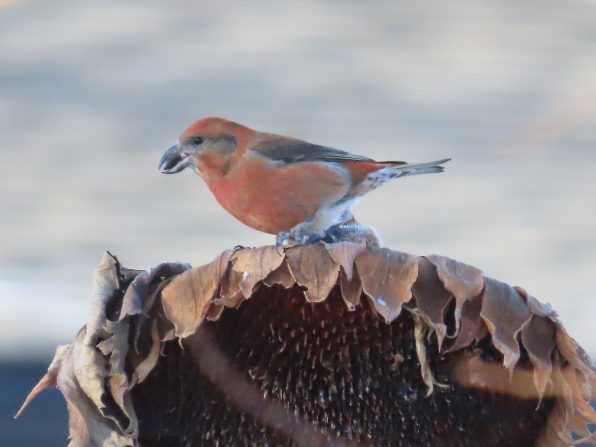 Red Crossbill - ML612610261