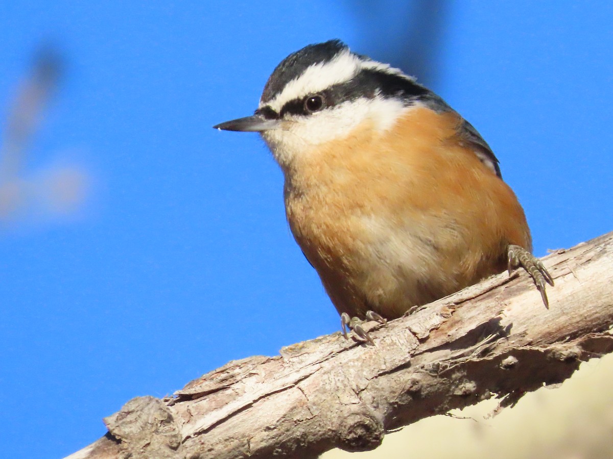 Red-breasted Nuthatch - ML612610275