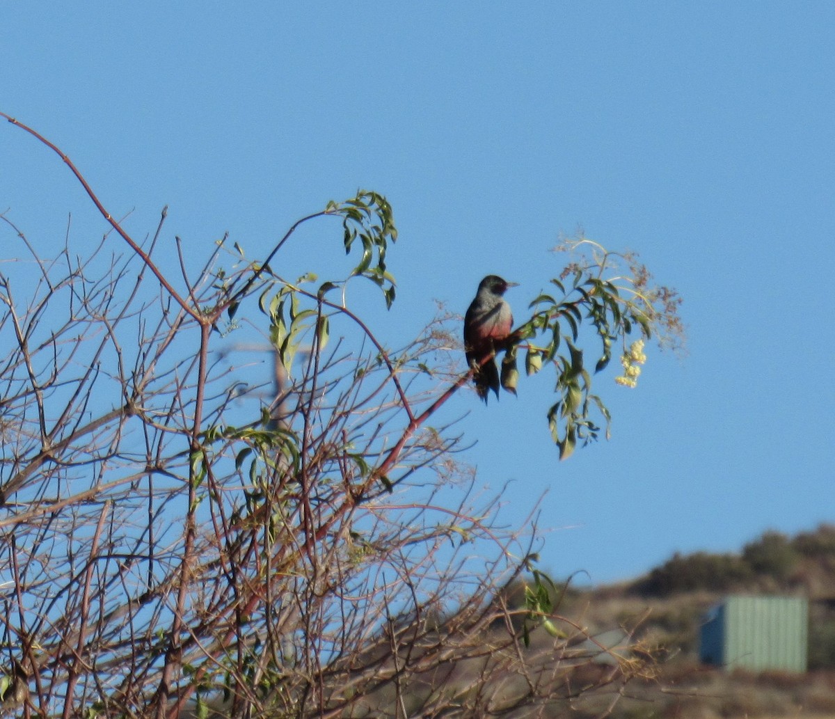 Lewis's Woodpecker - ML612610291