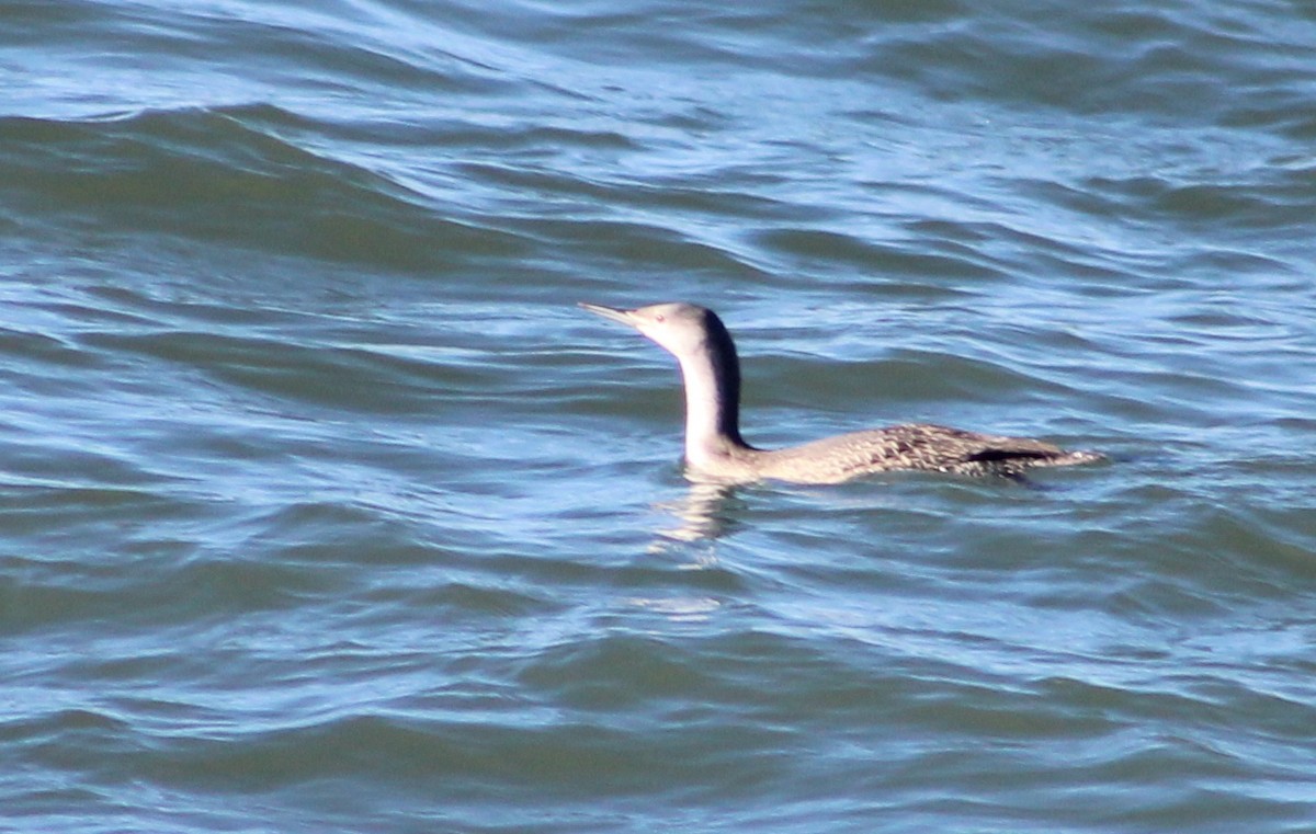 Red-throated Loon - ML612610301