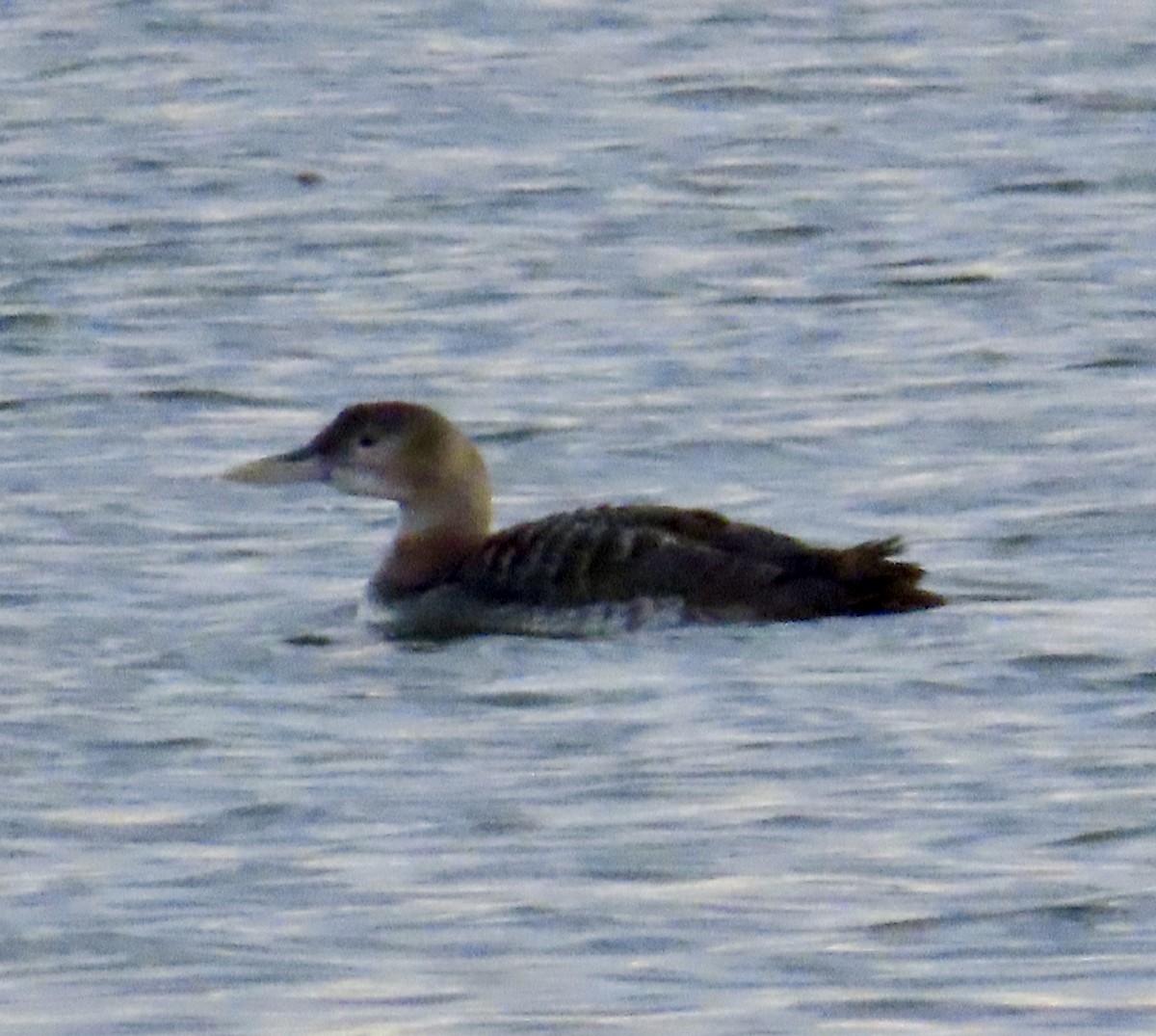 Yellow-billed Loon - ML612610348