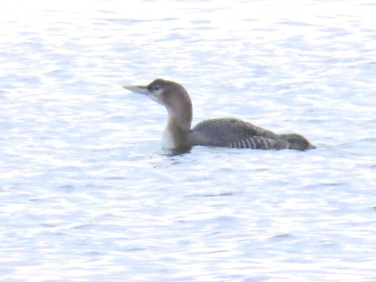 Yellow-billed Loon - ML612610349