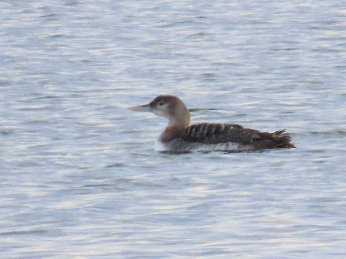 Yellow-billed Loon - ML612610350