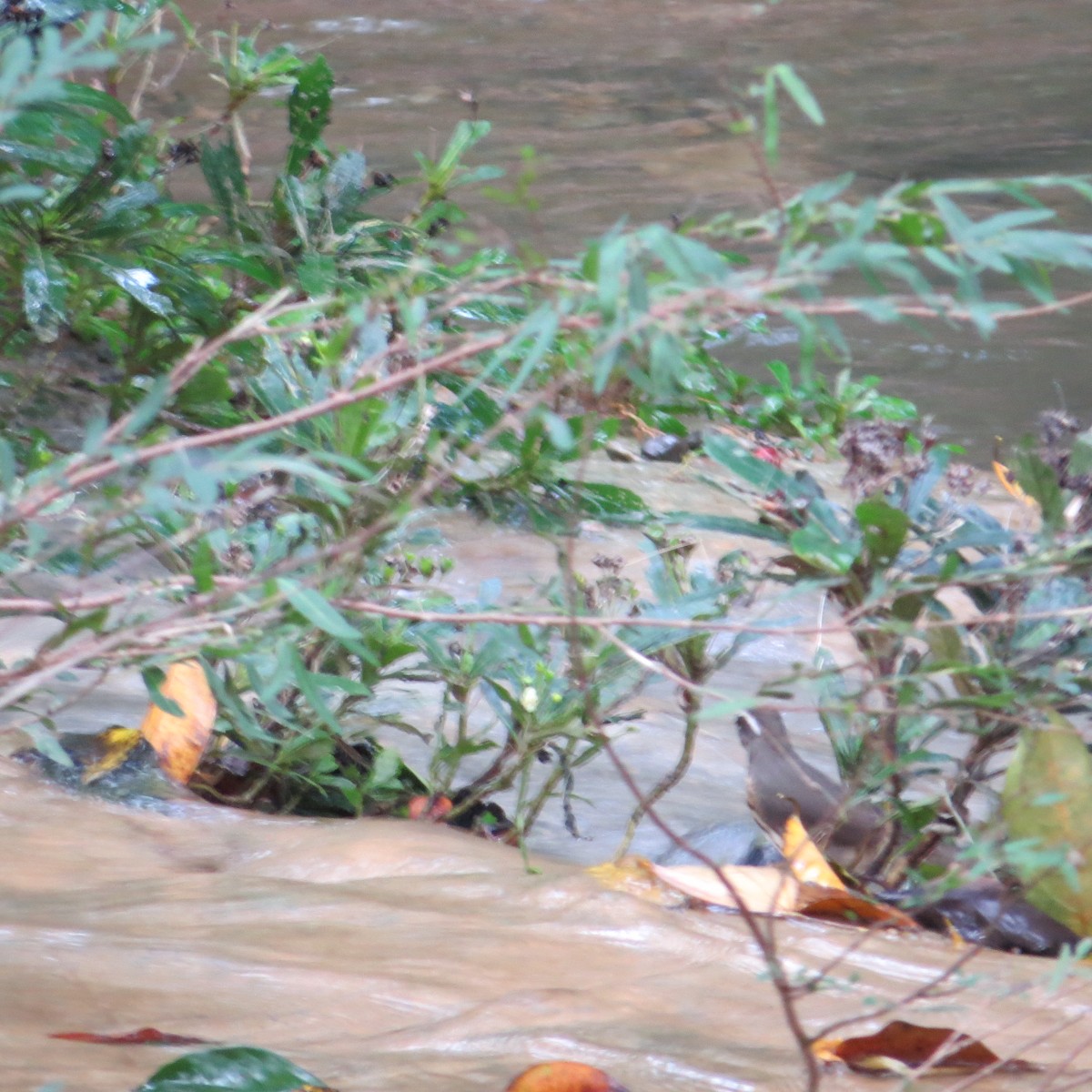 Louisiana Waterthrush - Alan Collier