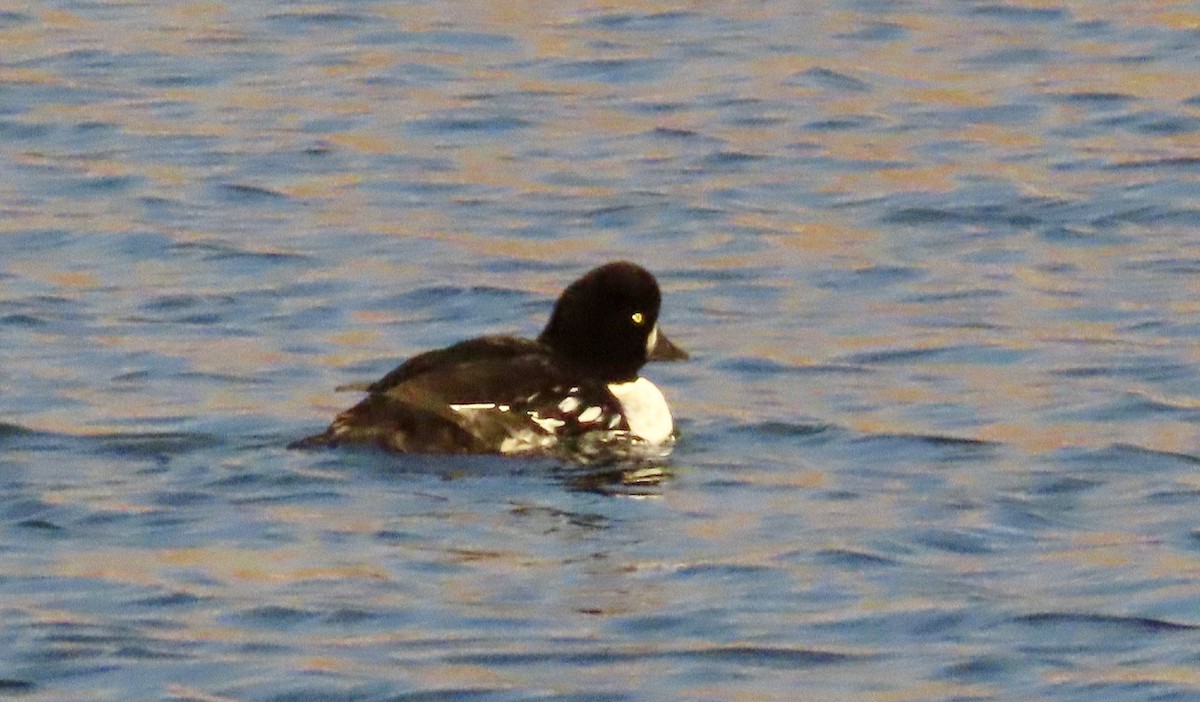 Barrow's Goldeneye - ML612610355