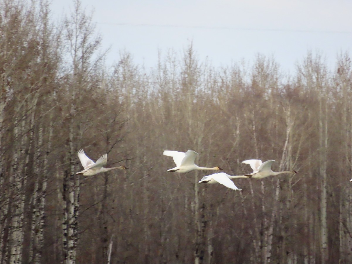 Tundra Swan - ML612610363