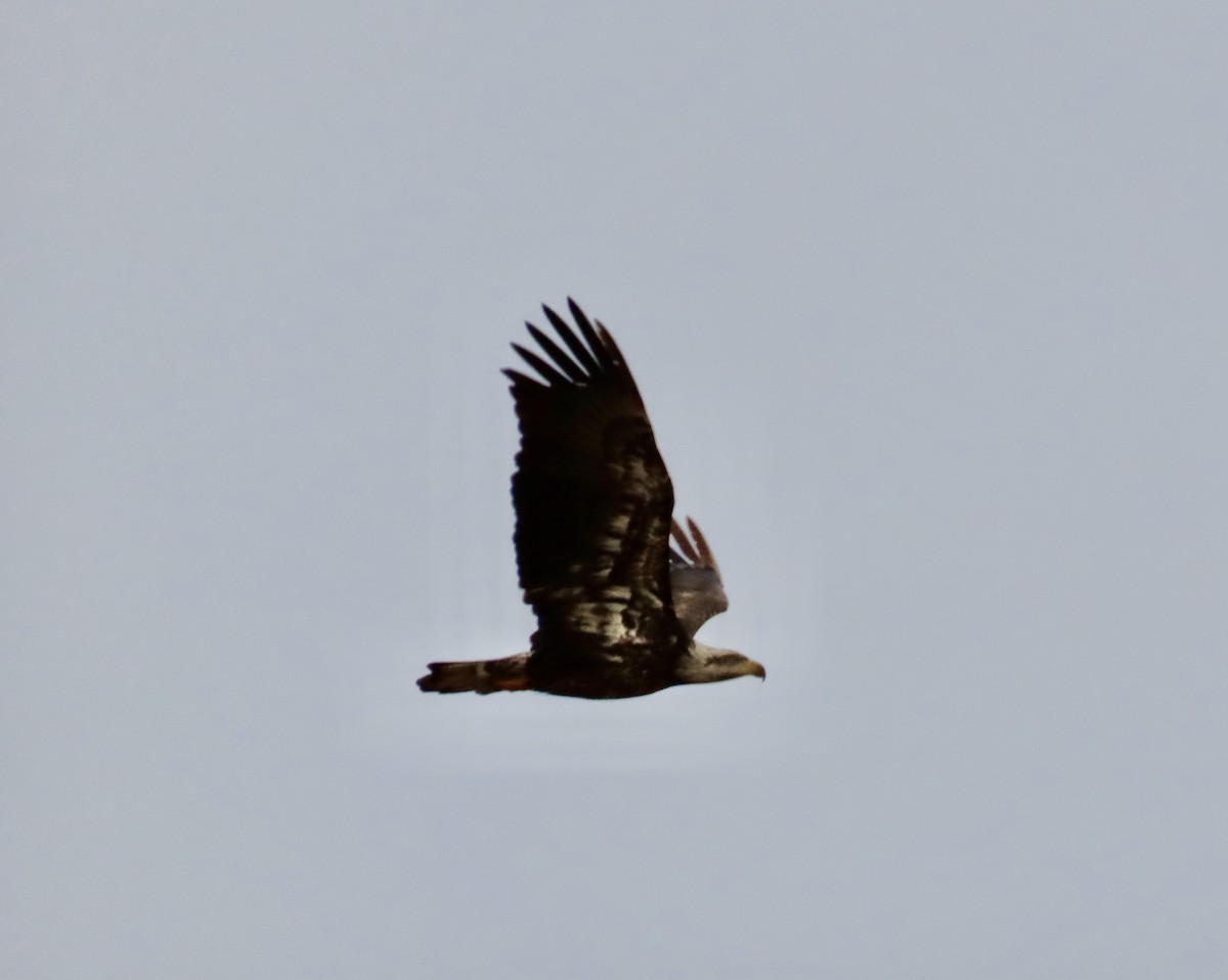 Bald Eagle - ML612610367