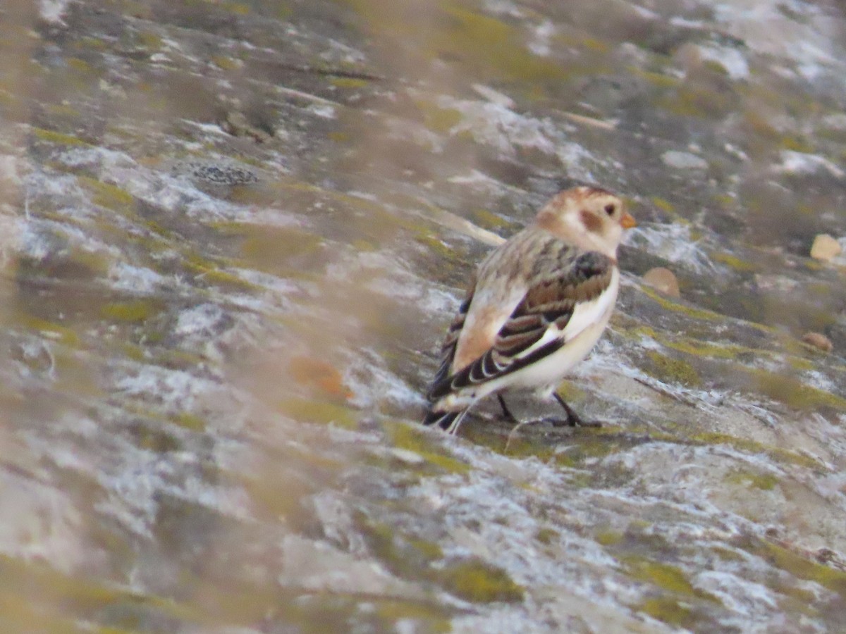 Snow Bunting - ML612610376