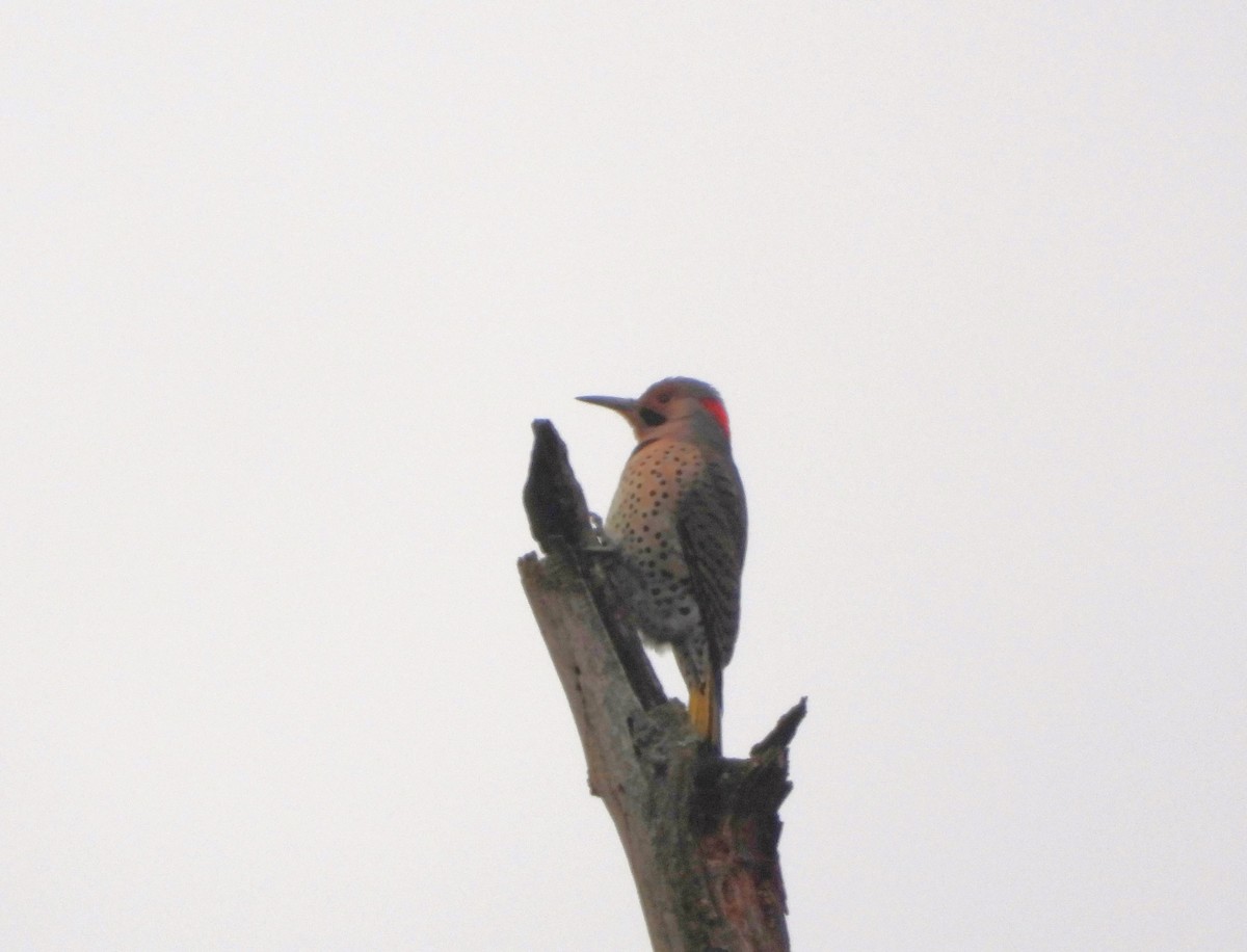 Northern Flicker - ML612610436