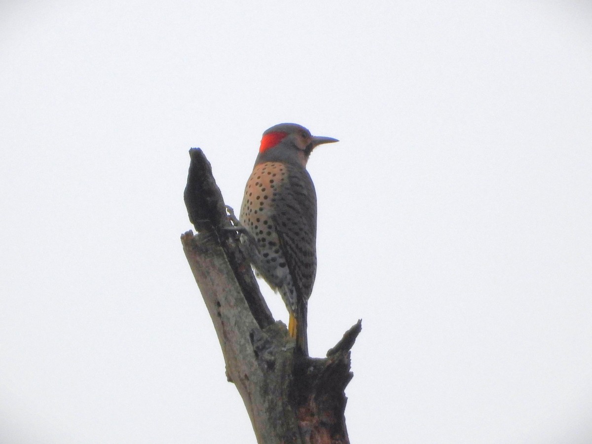 Northern Flicker - ML612610461