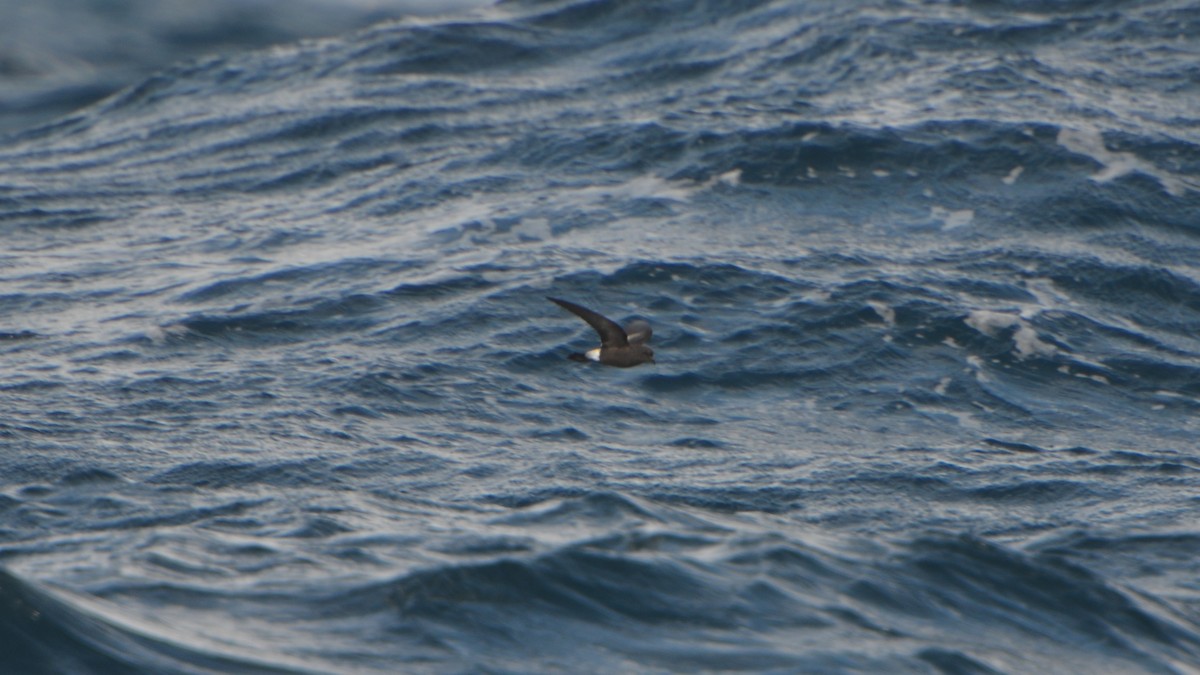 黃蹼洋海燕 - ML612610516