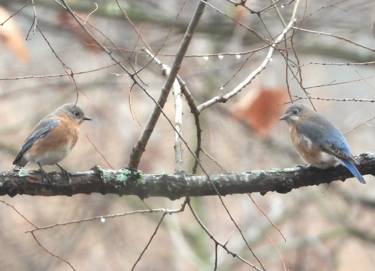 Eastern Bluebird - ML612610546