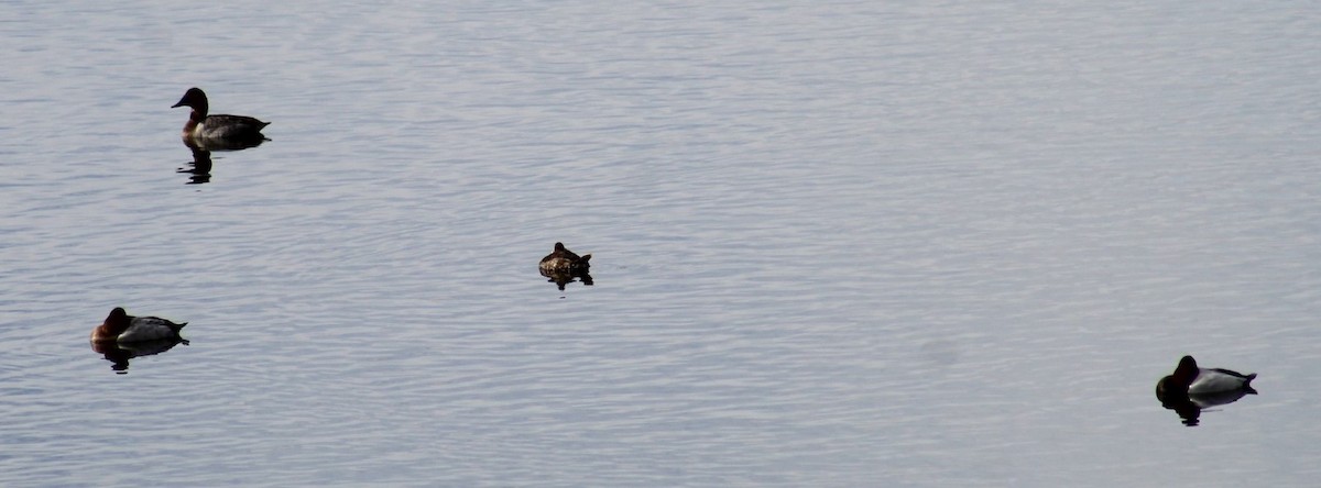 Ruddy Duck - ML612610580