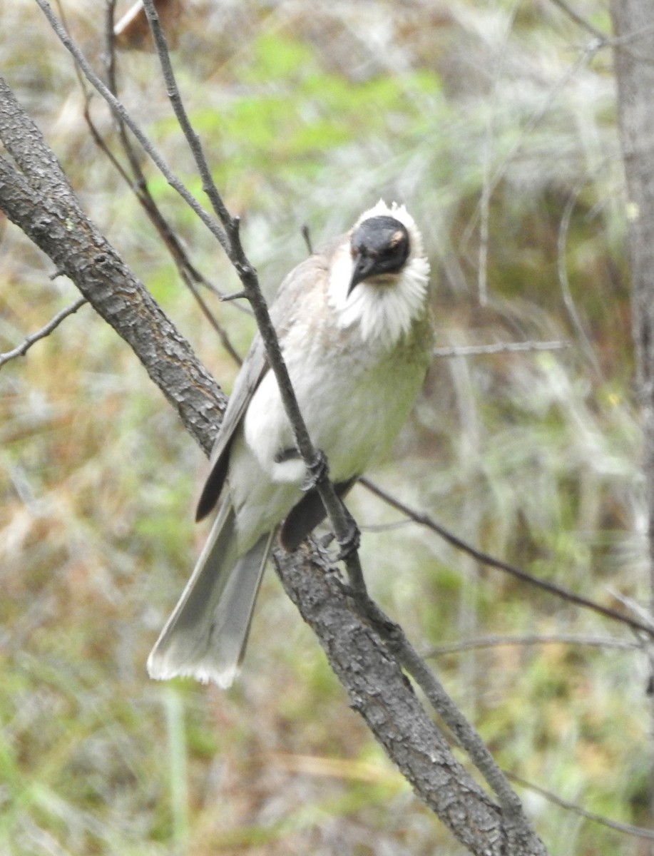 Noisy Friarbird - ML612610692