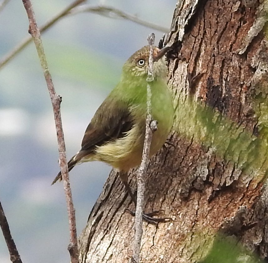 Buff-rumped Thornbill - ML612610707