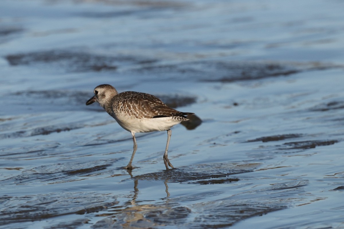 Black-bellied Plover - ML612610728